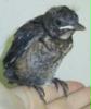 jungvogel spatz 31.05.05